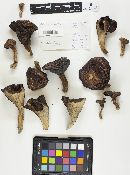 Chroogomphus rutilus image