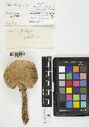Boletus pallidus image