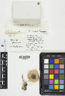 Agaricus placomyces image