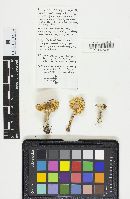 Amanita sect. Vaginatae image
