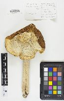 Amanita thiersii image