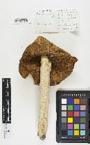 Amanita thiersii image