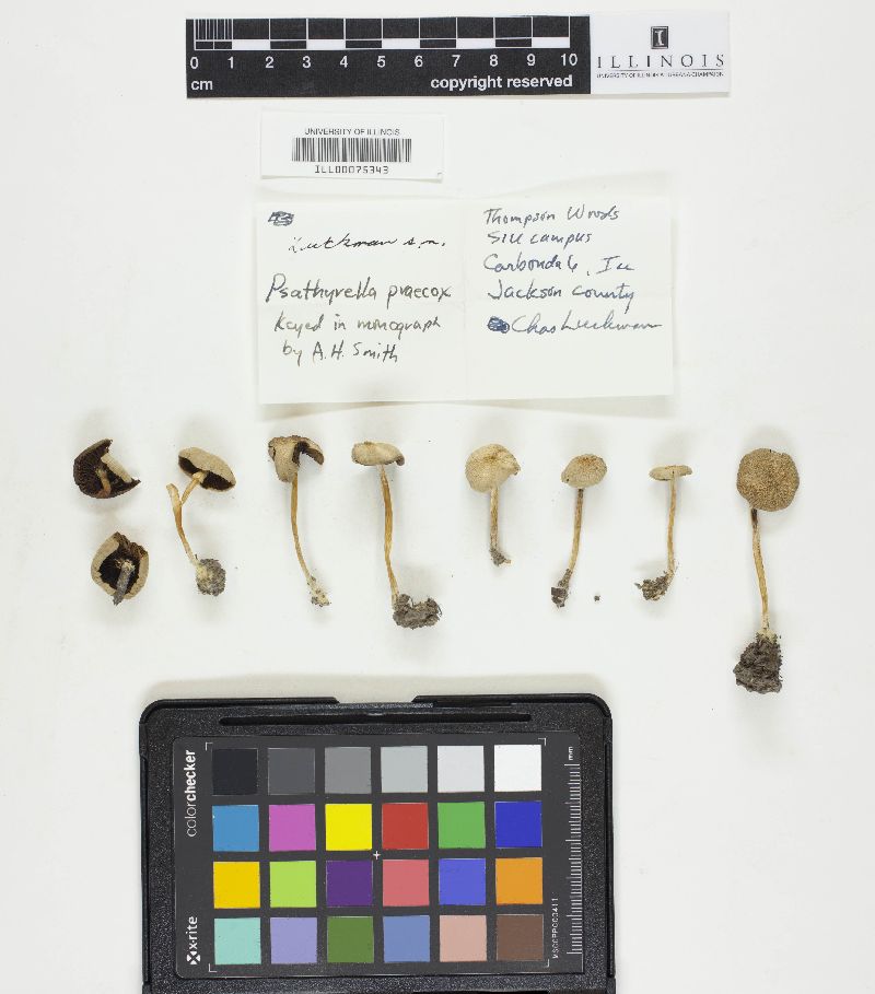 Psathyrella praecox image