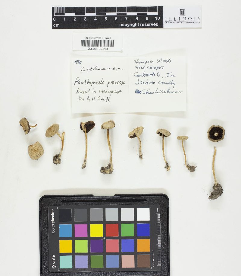 Psathyrella praecox image