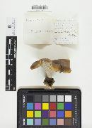 Polyporus leptocephalus image