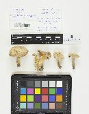 Cantharellus lateritius image