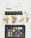 Cantharellus lateritius image