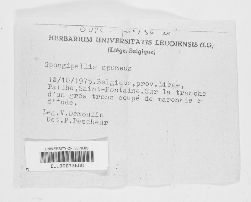 Sarcodontia spumea image