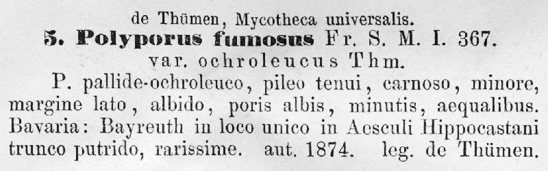 Polyporus fumosus var. ochroleucus image