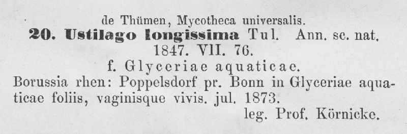 Ustilago longissima f. glyceriae-aquaticae image