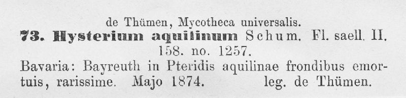 Hysterium aquilinum image
