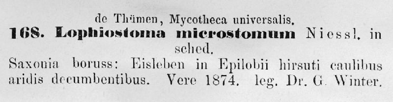Lophiostoma microstomum image