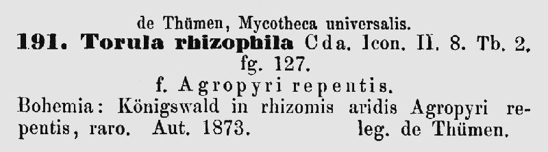 Torula rhizophila image
