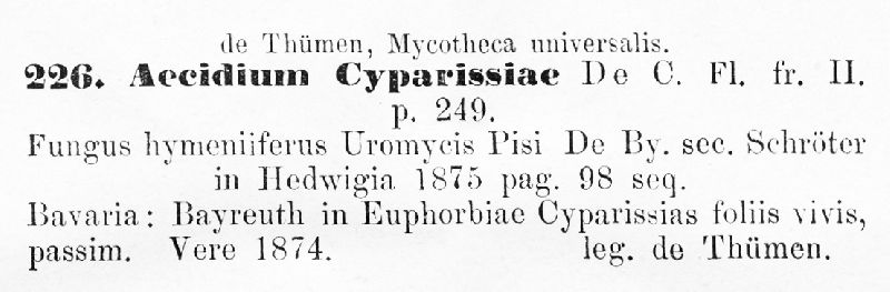 Aecidium cyparissiae image
