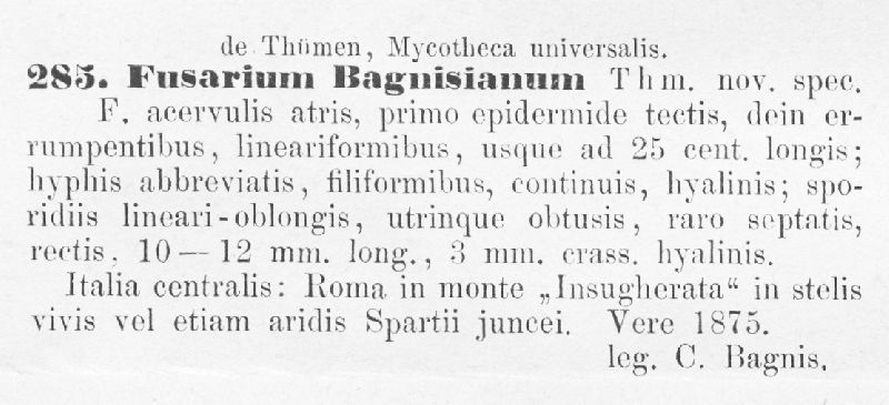 Fusarium bagnisianum image