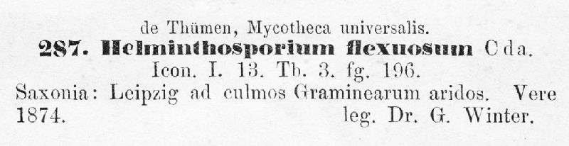 Helminthosporium flexuosum image