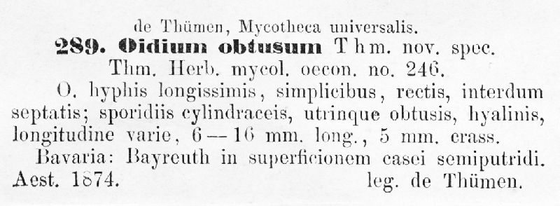Oidium obtusum image