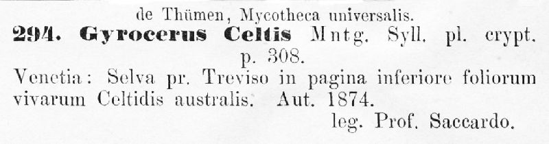 Gyrocerus celtis image