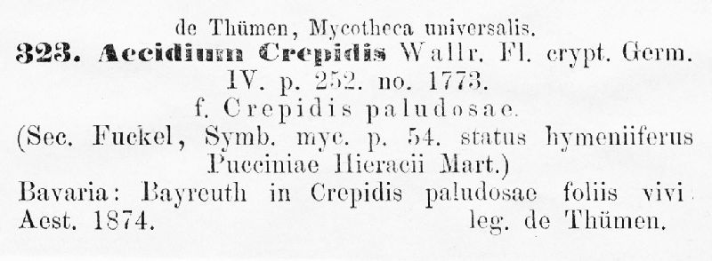 Aecidium crepidis image