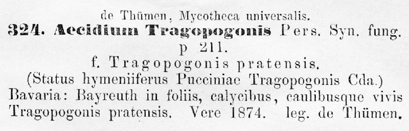 Aecidium tragopogonis image