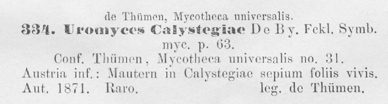 Uromyces calystegiae image