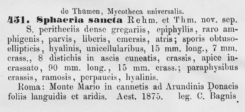 Sphaeria sancta image