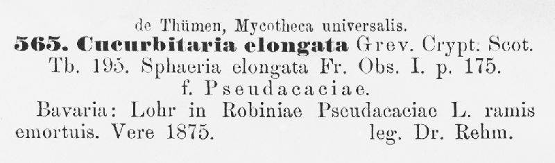 Cucurbitaria elongata image