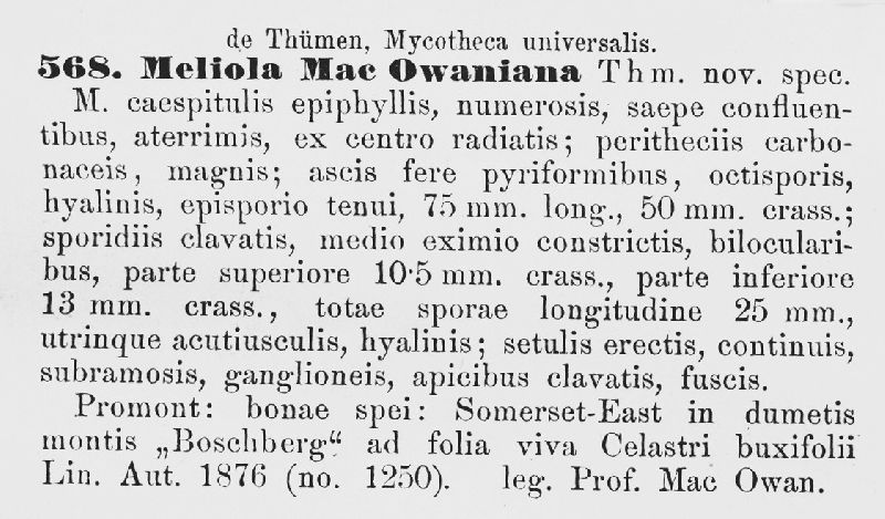 Parenglerula macowaniana image