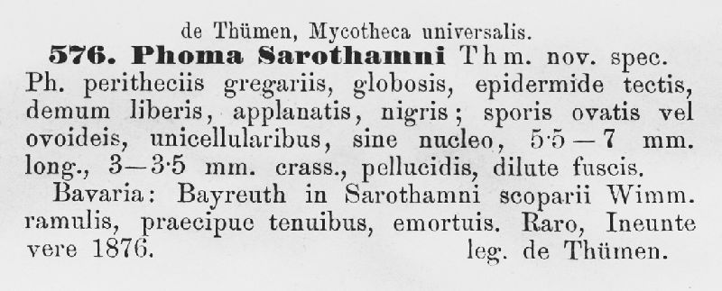Coniothyrium sarothamni image