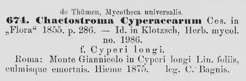 Chaetostroma cyperacearum image