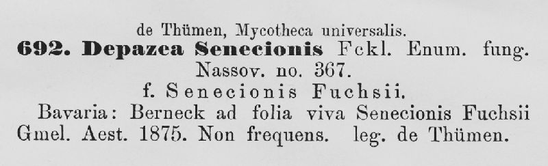 Depazea senecionis image