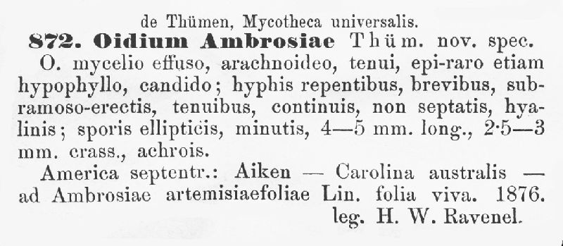 Oidium ambrosiae image
