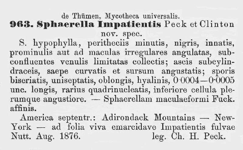 Sphaerella impatientis image