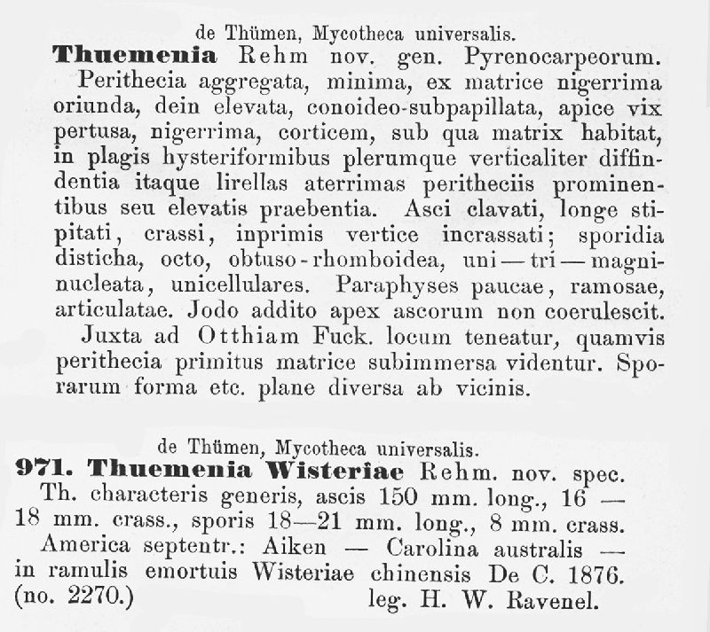 Thuemenia wisteriae image