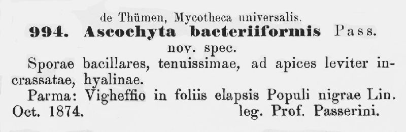 Ascochyta bacteriiformis image