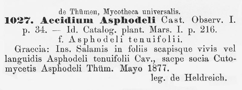 Aecidium asphodeli image