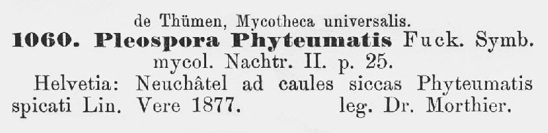 Pleospora phyteumatis image