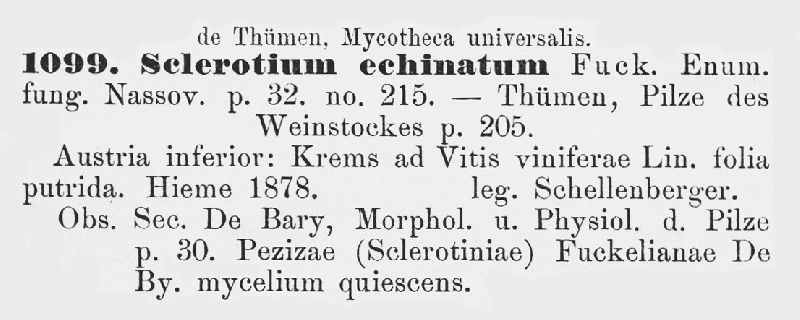 Sclerotium echinatum image