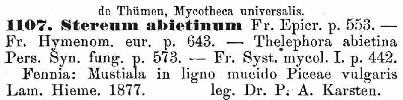 Veluticeps abietina image