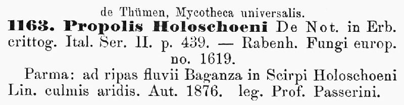 Hysteronaevia holoschoeni image