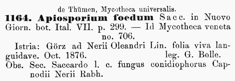Apiosporium foedum image