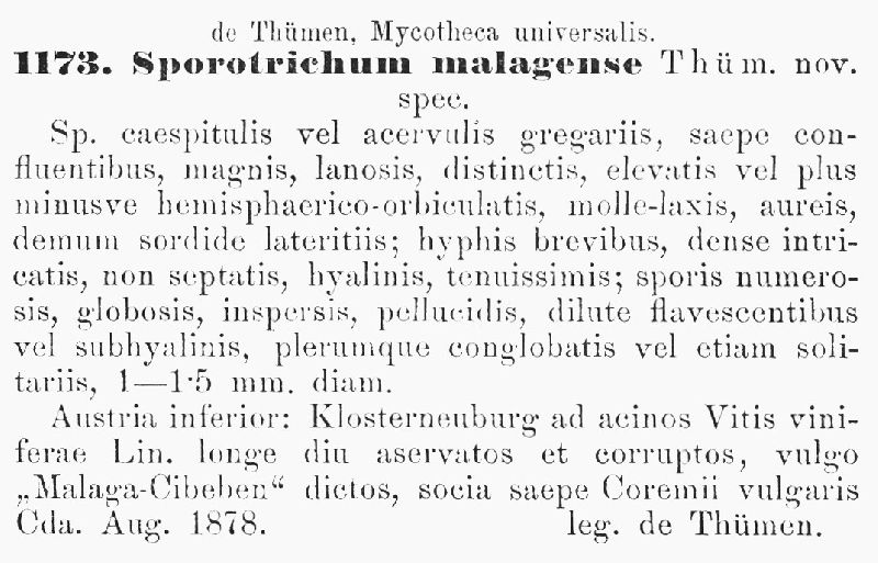 Sporotrichum malagense image