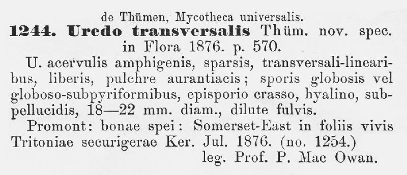 Uromyces transversalis image