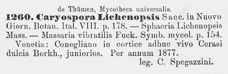 Caryospora lichenopsis image