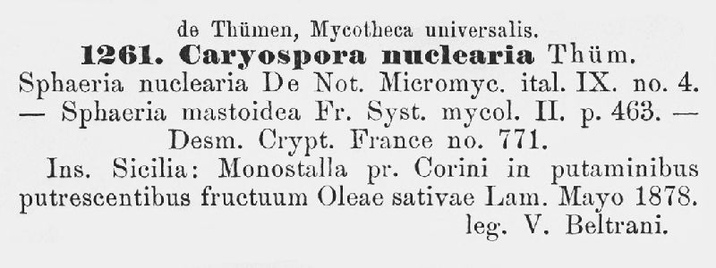 Caryospora nuclearia image