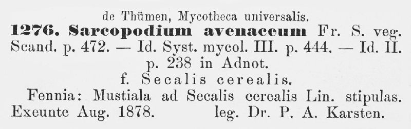 Sarcopodium avenaceum image