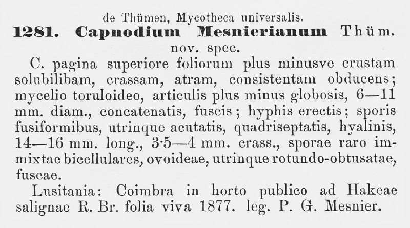 Capnodium mesnierianum image