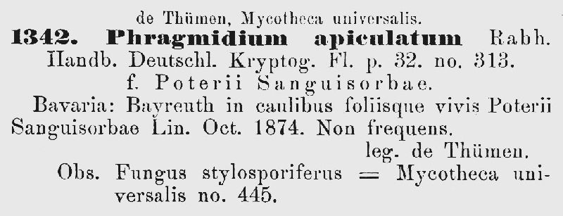 Phragmidium apiculatum image