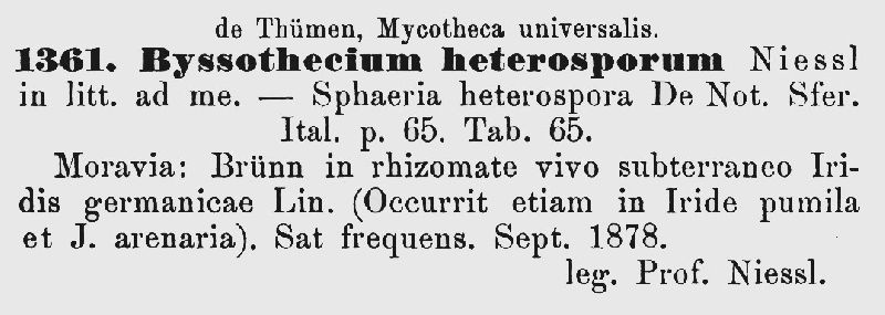 Byssothecium heterosporum image