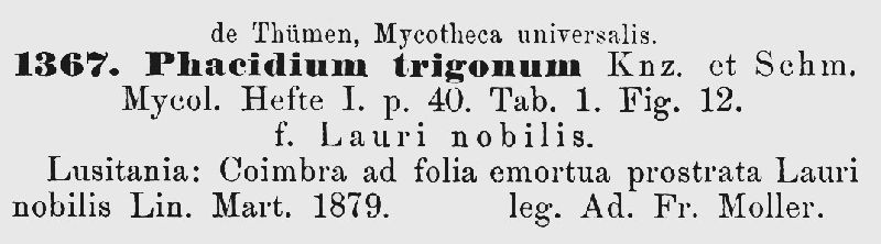 Phacidium image